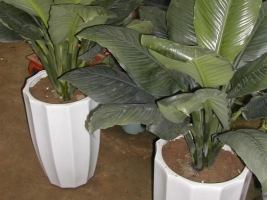 绿巨人植物怎么养：喜温暖湿润环境