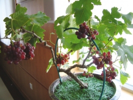 阳台盆栽葡萄养护需注意些什么