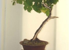 阳台盆栽葡萄为何结两年果就会枯死