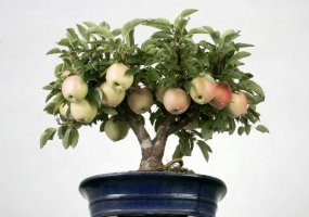 怎样让盆栽苹果早结果
