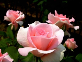 怎样才能使玫瑰花繁叶茂、株形美观
