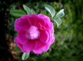 玫瑰具有哪些特性和常见栽培品种