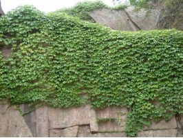 攀缘植物会损坏墙面和滋生蚊虫吗