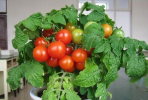 怎样无土栽培观赏番茄