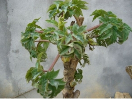 怎样防止盆栽牡丹烂根和落蕾
