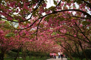 重庆南山植物园樱花：每年春天都举办樱花节