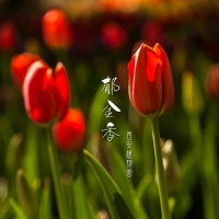 西安植物园郁金香：最佳观赏期为四月中旬至五月初