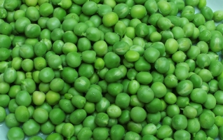 豌豆的营养价值：豌豆富含其他粮食所没有的赖氨酸