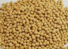 黄豆的营养价值：富含多种人体必需的氨基酸以及蛋白质