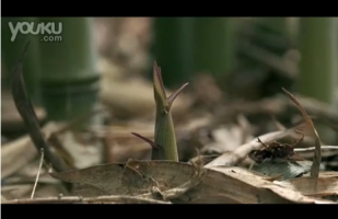 神奇的植物生长过程：竹子长的最快