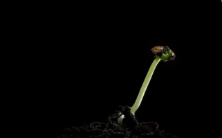 视频: 《植物生命脉动》记录植物由种子到开花结果