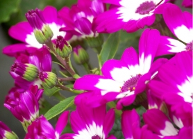 瓜叶菊有毒吗：无毒,是不错的观赏性花卉