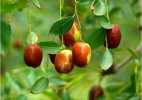 枣树品种：优良品种|观赏品种附图