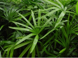 棕竹的养殖方法和注意事项：喜温暖湿润通风的环境