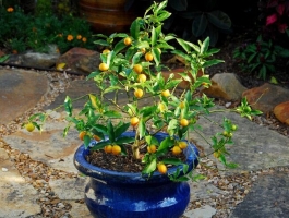 金桔树的养殖方法和注意事项：忌花期喷水,防止雨淋
