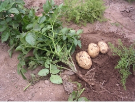 土豆什么时候种植：一般10月到12月种植