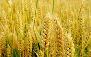 小麦什么时候播种：可春播,也可秋播