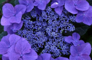 紫罗兰花期：花期长,盛夏的清凉