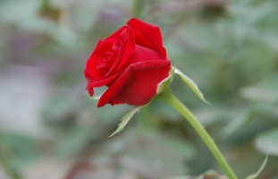 玫瑰花花语：纯洁的爱,美丽的爱情
