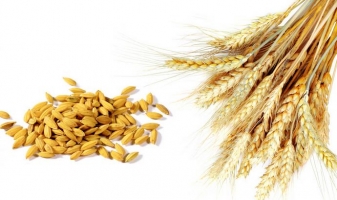 小麦的功效与作用：虚脱汗出者忌食