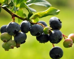 蓝莓的功效与作用：腹泻时勿食