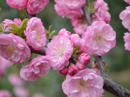 榆叶梅花语：春光明媚,花团锦簇和欣欣向荣