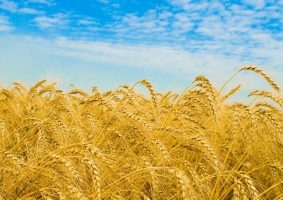 小麦价格：大约在0.95～1.06元/斤
