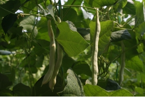 芸豆是什么：一年四季都生产的豆荚类蔬菜