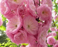 榆叶梅花期：花期为3-4月，可观赏期为10天左右