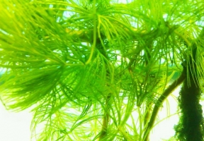金魚藻怎麼養：掌握五種養殖要點