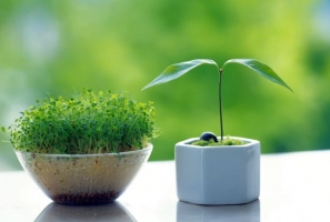 植物的作用：释放氧气、保护环境