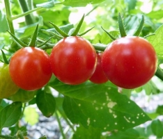 番茄的营养价值：补血抗衰老