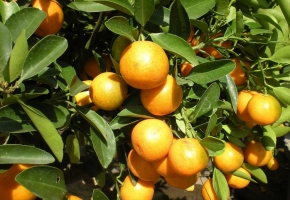 橙子的营养价值：维生素C含量丰富，能增强人体抵抗力