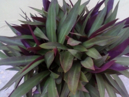 紫背万年青的养殖方法：植株不能忍受干燥的空气