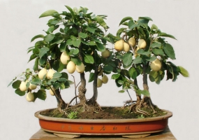 盆栽枣树的养殖方法：特别注意防治
