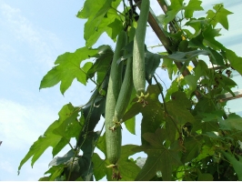 丝瓜的种植方法：生长前期应保持土壤湿润，忌积水