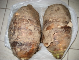 槟榔芋的养殖方法：高温潮湿环境生长最佳