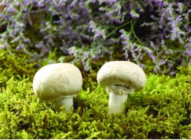 蘑菇的种类：常见食用蘑菇简介