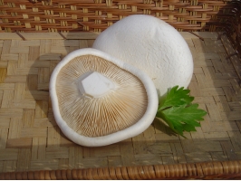 白灵菇的营养价值：含有17种氨基酸、多种维生素和无机盐