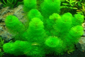 金鱼藻的特点：生命力旺盛，耐高温