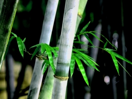 竹子的用途：竹子的用途盘点