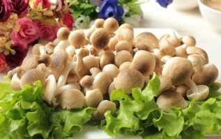 蟹味菇的营养价值：子实体中的提取物有很高的抗肿瘤活性