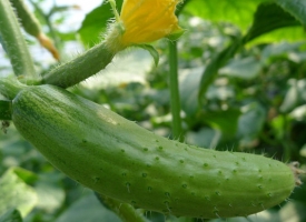 黄瓜种植技术：花期水肥控制最重要