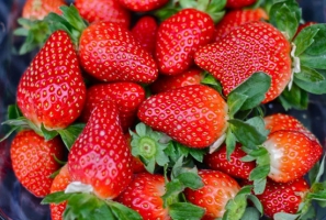 孕妇能吃草莓吗：可以吃但不宜多吃