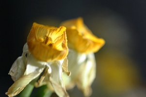 冬季水仙花花蕾为什么会干枯：多由低温缺水或缺少光照造成