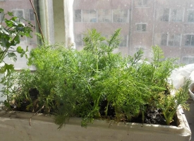 自家阳台怎样种植茴香：用带根的茴香进行二次种植