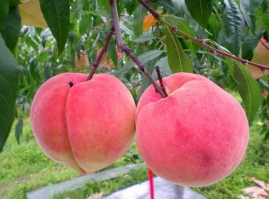 桃子什么时候成熟：桃子的正常成熟期在6-9月份