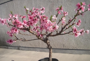家里可以养殖桃树吗：家里可以养殖桃树，只要不对花粉过敏即可