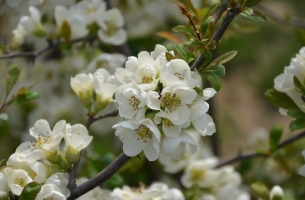 贴梗海棠的花期：贴梗海棠花一般在3~4月份开放