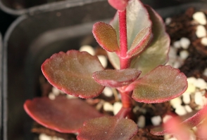 长寿花叶子为什么变红：温度降低或缺水且光照大